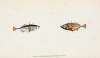 Stickleback, three-spined, Gasterosteus Aculeatus