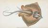 Sting Ray, Raja Pastinaca