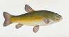 Tench, Cyprinus Tinca