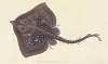 Thornback, Raia clavata