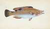 Trimaculated Wrasse, Labrus trimaculatus