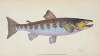 Trout, Salmo Fario