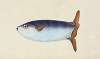Truncated Sun-fish, Tetrodon truncatus