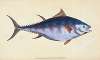 Tunny, Scomber Thynnus