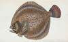 Turbot, Pleuronectes maximus