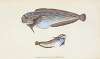 Unctuous Sucker, Cyclopterus liparis