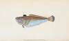 Weever, Trachinus Draco