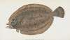 Whiff, Pleuronectes Megastoma