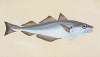 Whiting, Gadus Merlangius