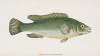 Wrasse, streaked, Labrus Lineatus