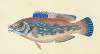 Wrasse, striped, Labrus Variegatus