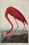 American Flamingo