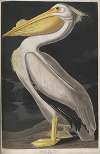 American White Pelican