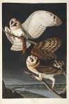 Barn Owl