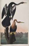 Black-bellied Darter