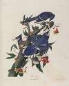 Blue Jay