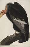 California Vulture
