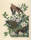 Carolina Pigeon, or Turtle Dove