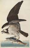 Fish Hawk