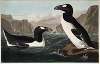 Great Auk
