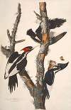 Ivory-billed Woodpecker