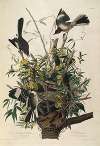 Mocking Bird, Rattlesnake