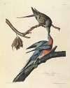Passenger Pigeon