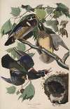 Summer or Wood Duck
