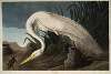 White Heron