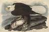 White-headed Eagle