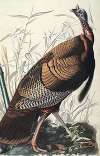 Wild Turkey