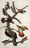 Woodpeckers