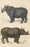 Rhinoceros