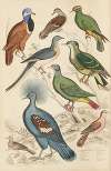 Pigeons