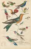 Humming birds