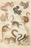 Squirrels