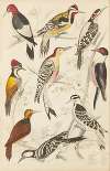 Woodpeckers