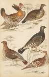 Grouse