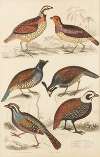 Quails