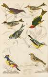 Kinglets