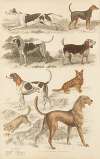 Dogs