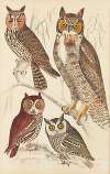 Owls