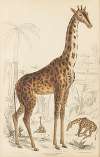 The Giraffe