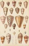 Cones