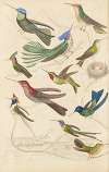 Humming birds