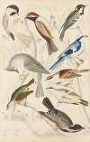 Titmice