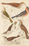 Thrushes