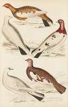 Ptarmigan