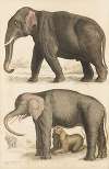 Elephants