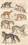 Wolves & Foxes